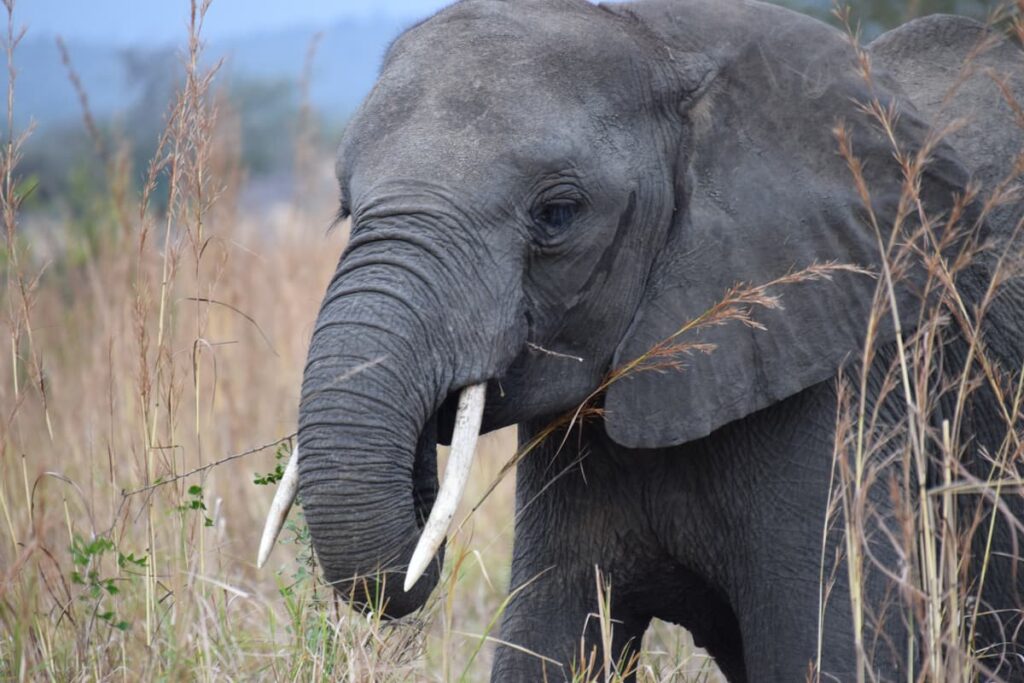 Elefant Tansania
