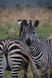 Zebras_klein